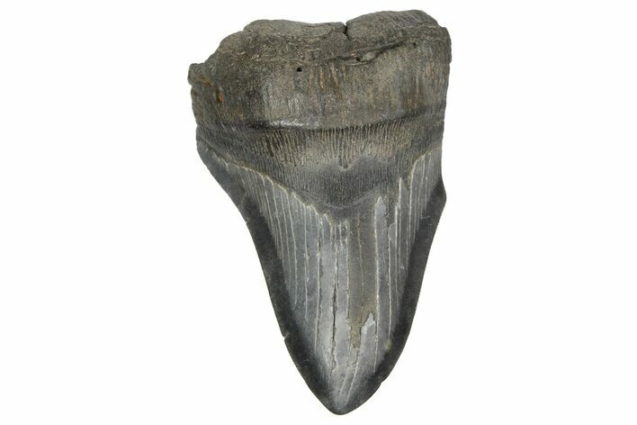 Partial, Fossil Megalodon Tooth #189898